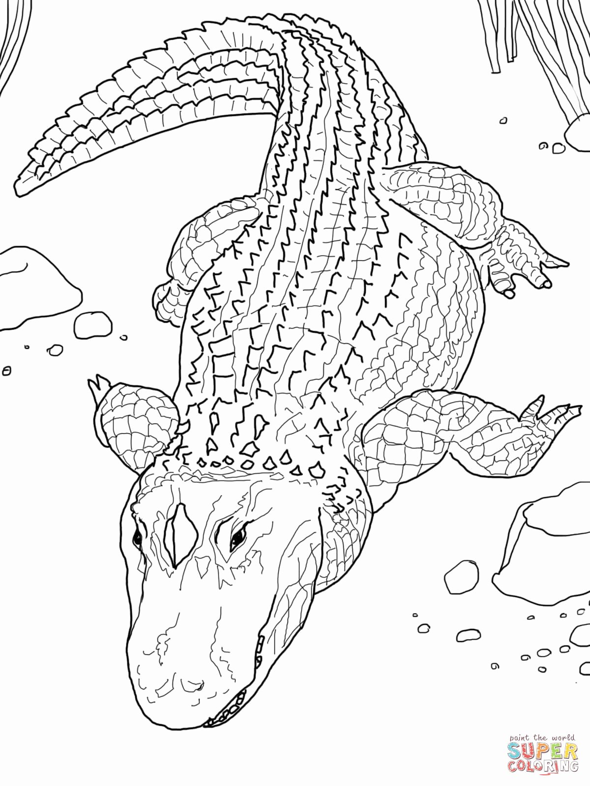 Alligator Template Printable Fresh Alligator Crocodile Coloring Pages