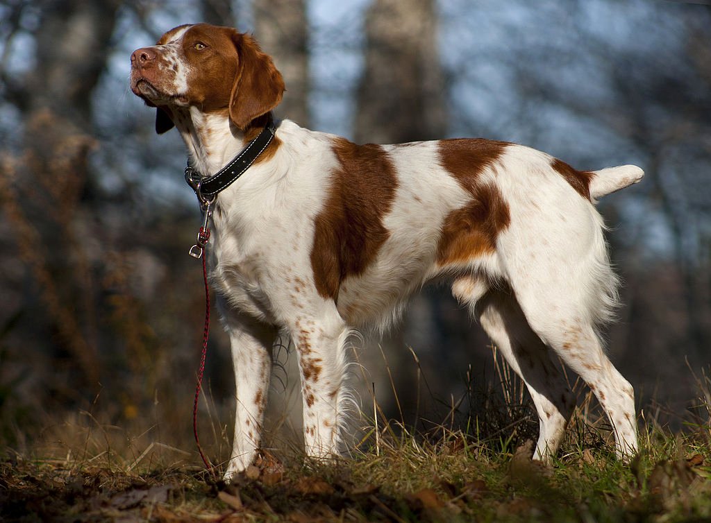Americanization is tough On Macho Lovely Highlight On Hunting Dogs Brittany
