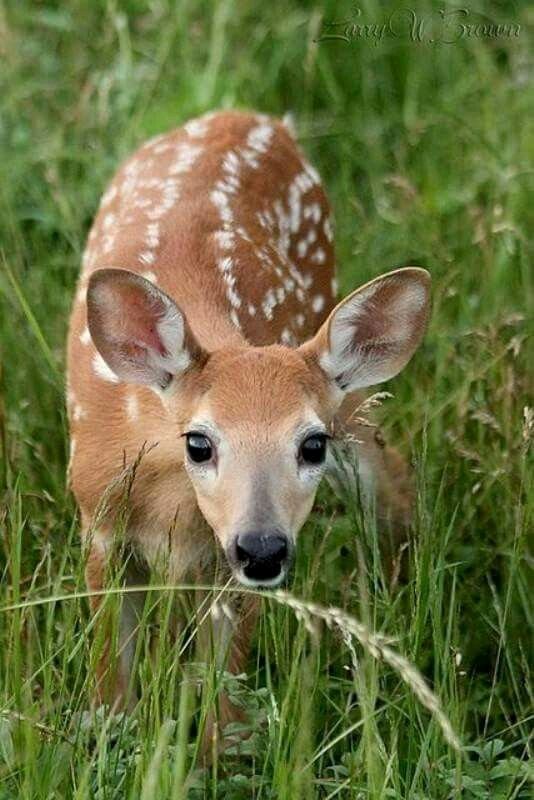 Animal Imagery In the Pearl New 17 Best Images About ♡ Deer &amp; Fawn ♡ On Pinterest