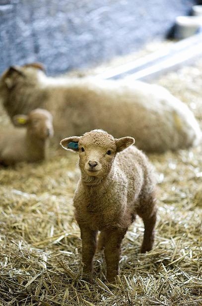 Animal Imagery In the Pearl Unique Sheep ♥ ♥ Mary S Little Lambs Pinterest