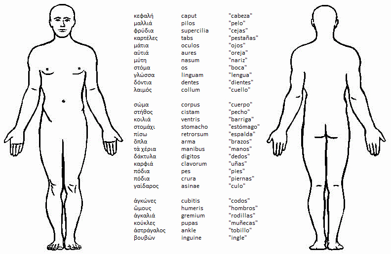 Blank Male Body Template Awesome ClÁsicos Griegos Y Latinos Las Partes Del Cuerpo