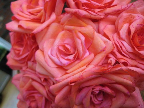 Coffee Filter Flowers Martha Stewart Inspirational Coffee Filter Roses Updated 4 8 09 with Final Wedding