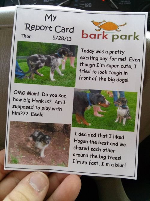 Dog Boarding Report Card Template Inspirational 7 Ways to Show Customers You Care