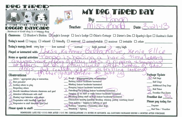 Dog Daycare Report Card Lovely Doggie Daycare