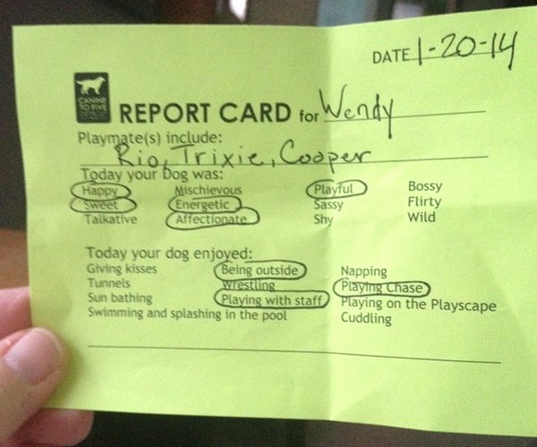 Dog Daycare Report Card Unique A Good Report Card