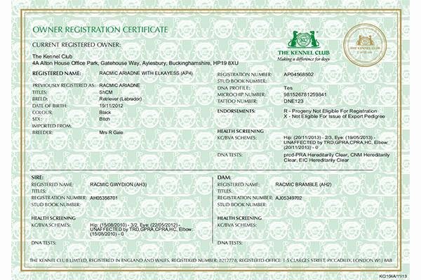 Fake Car Title Templates Best Of Registration Certificates for Dog Owners – the Kennel Club