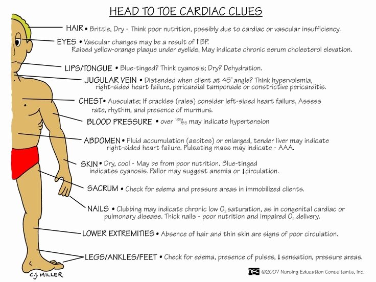 Head to toe assessment Template Fresh 61 Best Images About assessment Nursing School On