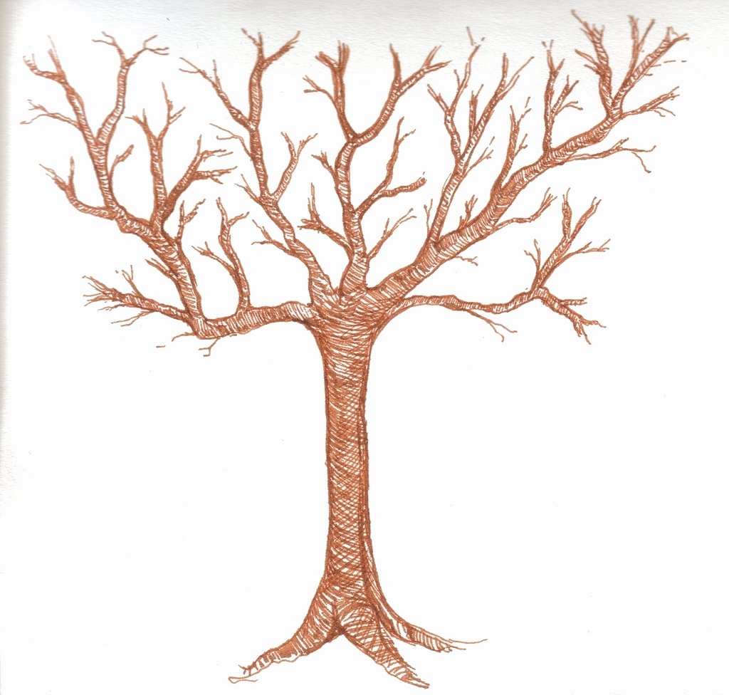 How to Draw A Simple Tree without Leaves Best Of Tree Drawing without Leaves at Getdrawings