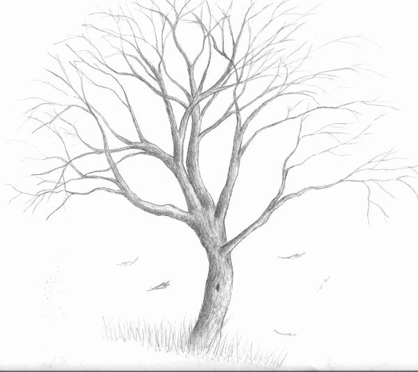 How to Draw A Simple Tree without Leaves Inspirational Tree Drawing