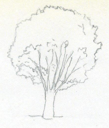 How to Draw A Simple Tree without Leaves Lovely Draw A Tree Simply and Easily