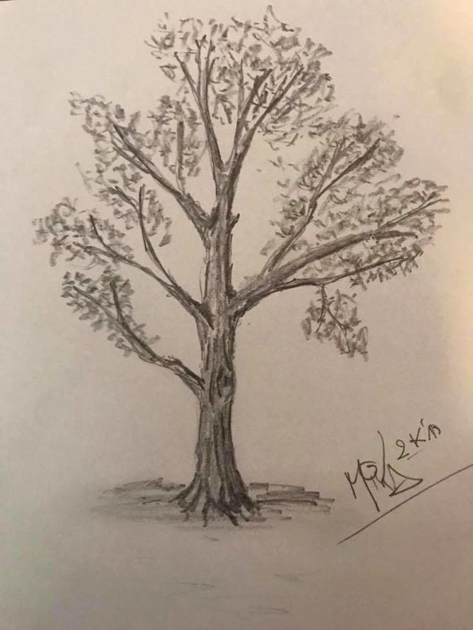How to Draw A Simple Tree without Leaves Lovely How to Draw A Detailed Tree 7 Steps with Wikihow