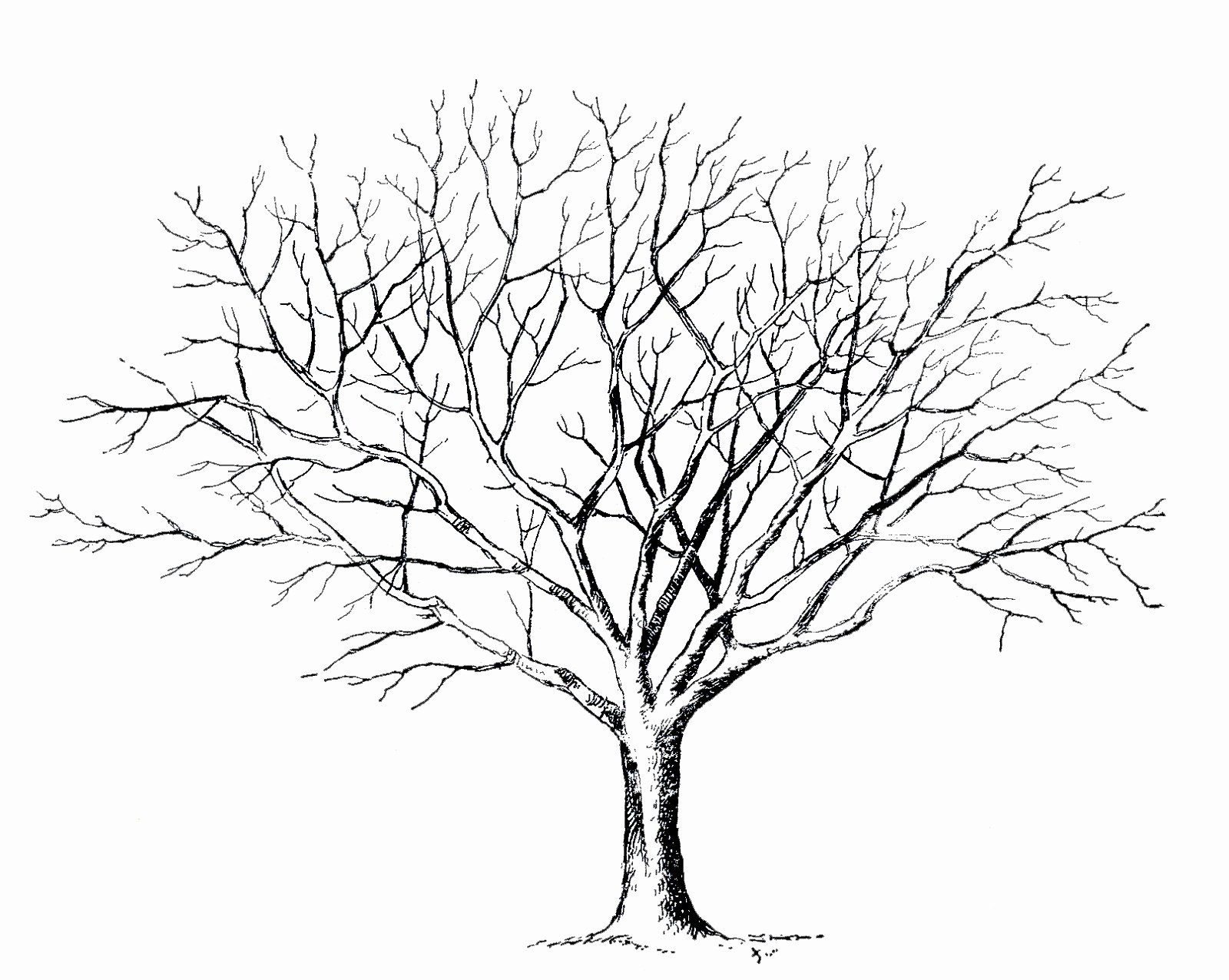 How to Draw A Simple Tree without Leaves Luxury Tree Drawing No Leaves at Getdrawings