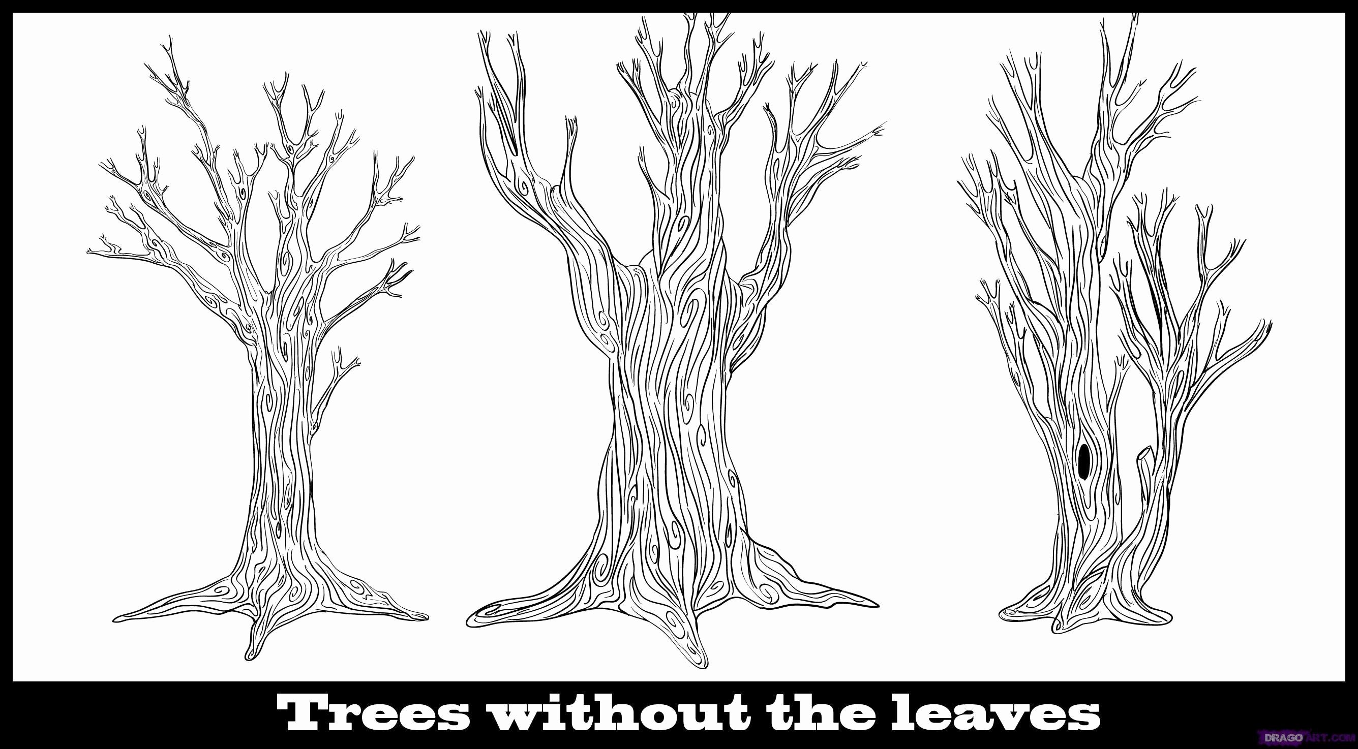 How to Draw A Simple Tree without Leaves Unique How to Draw A Tree without Leaves Step by Step