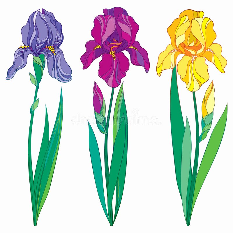 Iris Flower Outline Awesome Vector Set with Outline Purple Lilac and Yellow Iris