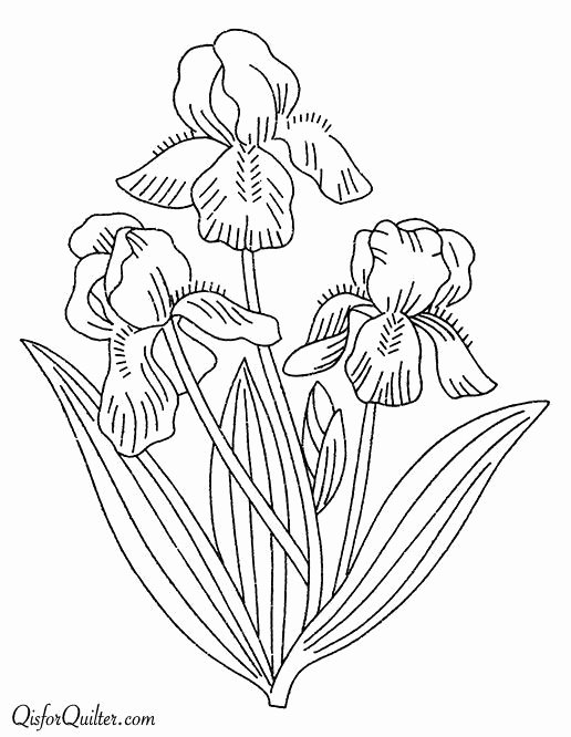 Iris Flower Outline Beautiful 252 Best Line Drawings Of Irises Images On Pinterest