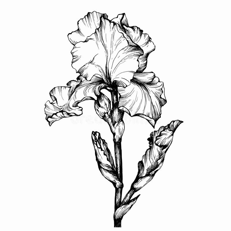 Iris Flower Outline Best Of Graphic the Branch Flower Iris Coloring Book Page Doodle