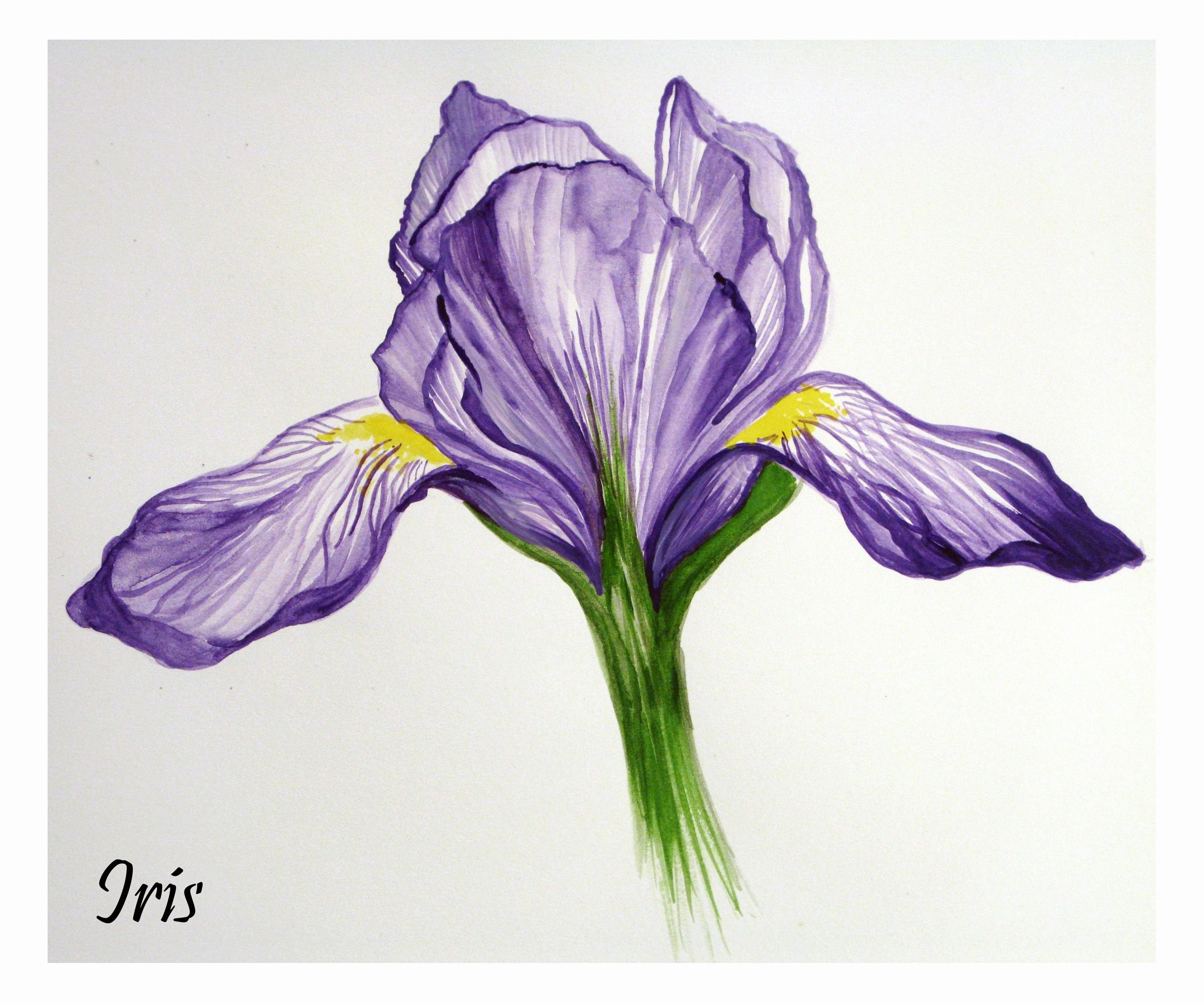 Iris Flower Outline Best Of