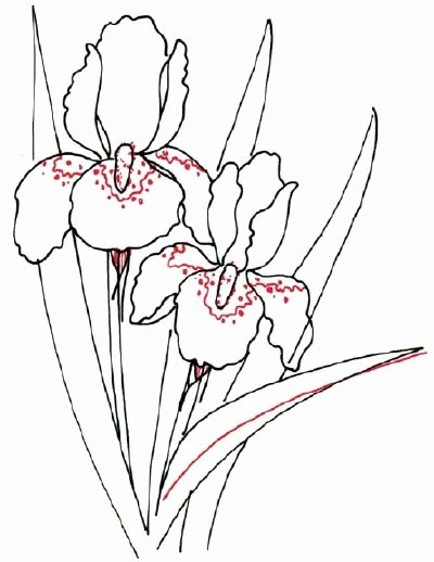 Iris Flower Outline Elegant How to Draw An Iris In 5 Steps