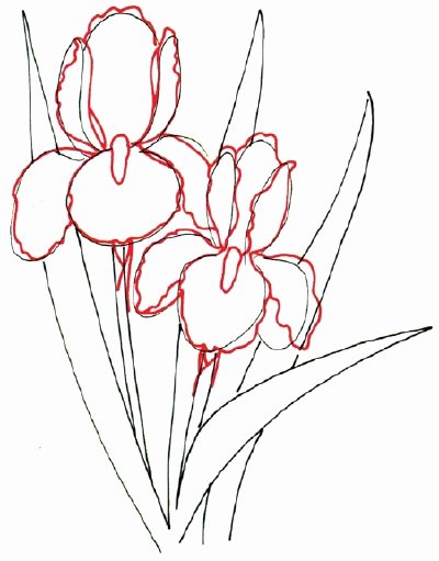 Iris Flower Outline Fresh Cartoon How to Draw An Iris In 5 Steps