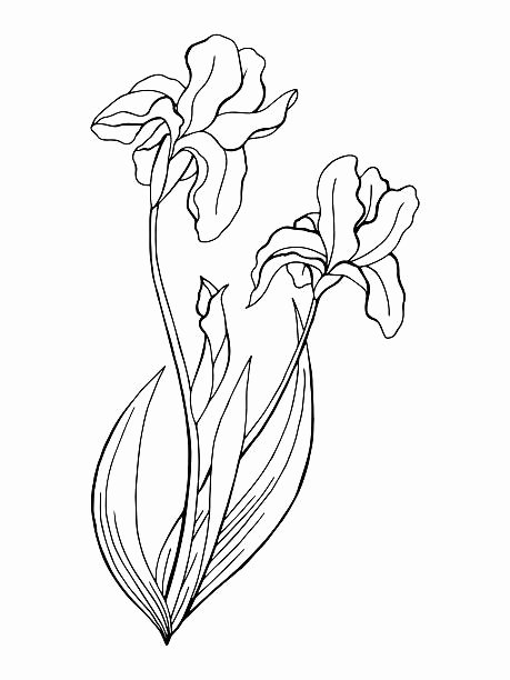 Iris Flower Outline Fresh Iris Plant Flower Outline Silhouette Clip Art Vector