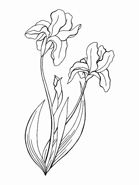 Iris Flower Outline Fresh Iris Plant Flower Outline Silhouette Clip Art Vector