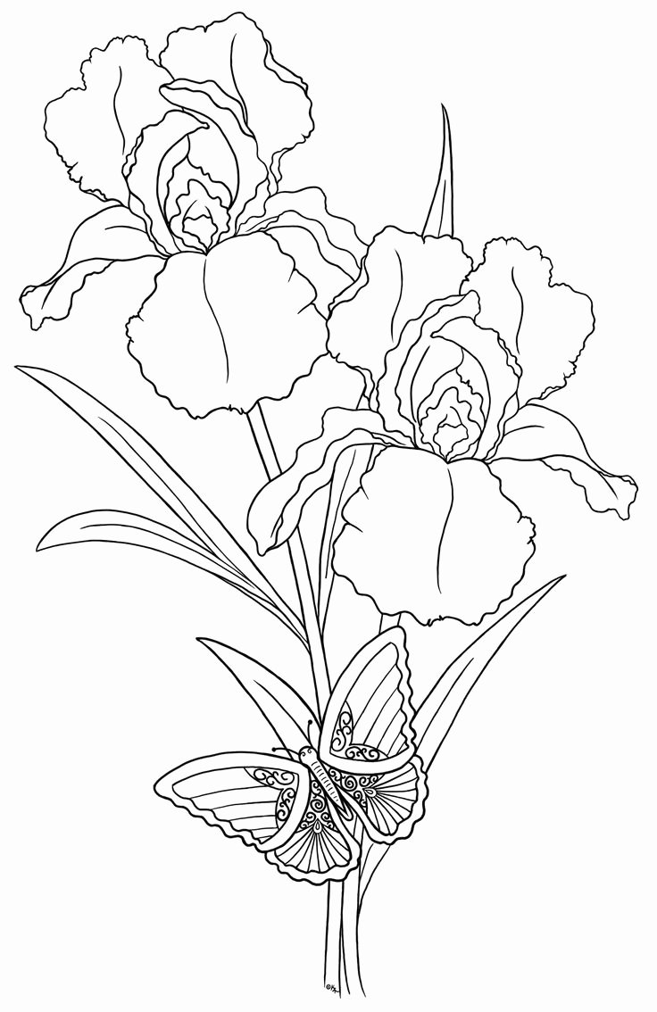 Iris Flower Outline Inspirational 1142 Best Images About Flowers On Pinterest