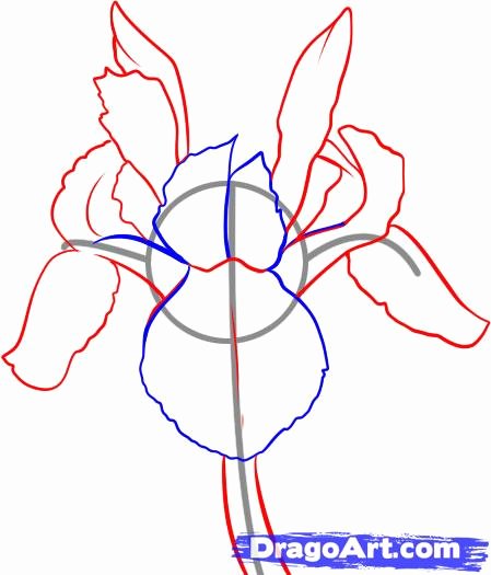 Iris Flower Outline Inspirational How to Draw An Iris Step by Step Flowers Pop Culture