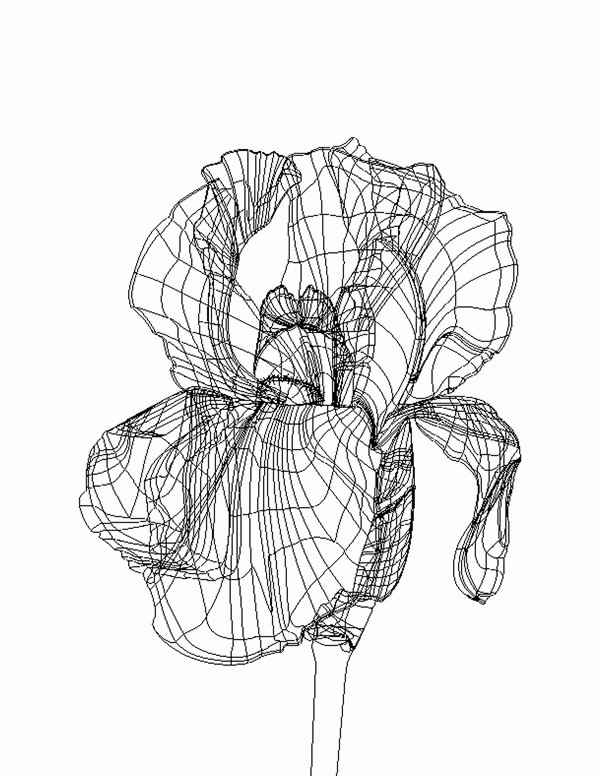 Iris Flower Outline Inspirational Iris Illustration On Behance