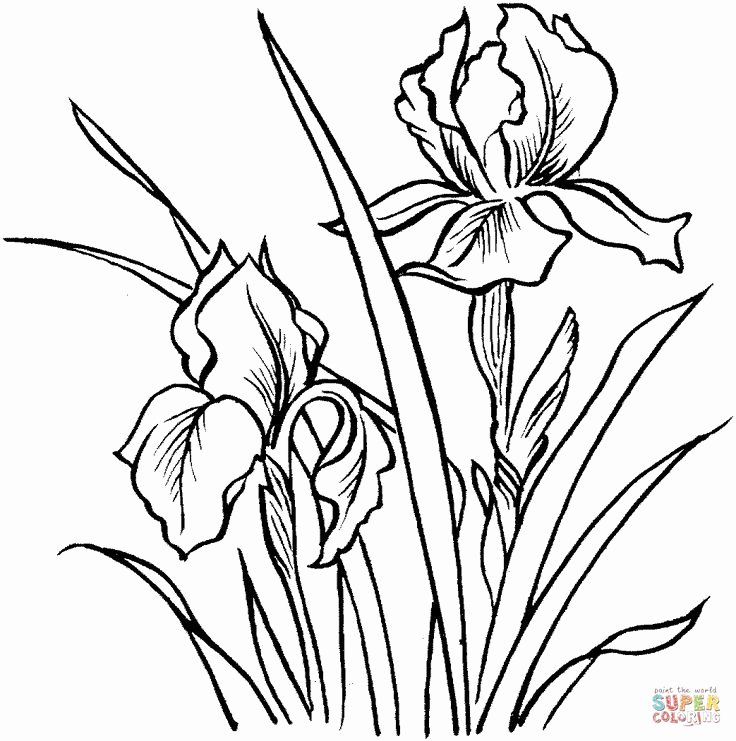 Iris Flower Outline Lovely 1038 Best Images About Drawing Flowers Tutorials