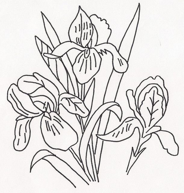 Iris Flower Outline Lovely 238 Best Images About Line Drawings Of Irises On Pinterest