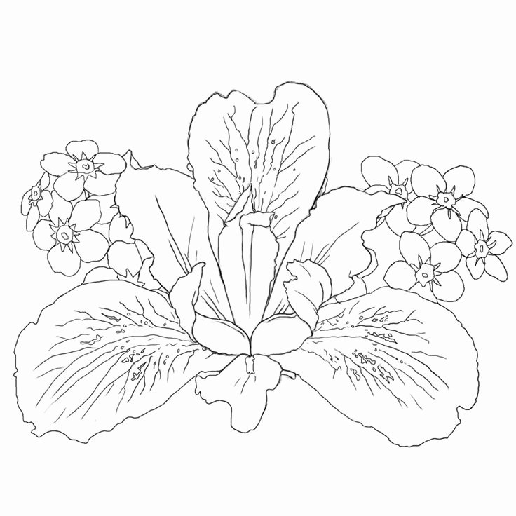 Iris Flower Outline Lovely 9 Best Corazón sobre todo Images On Pinterest