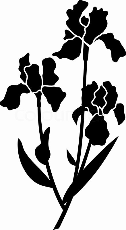 Iris Flower Outline Lovely Iris Black Stock Vector