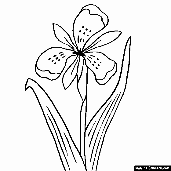 Iris Flower Outline Lovely Iris Drawing at Getdrawings