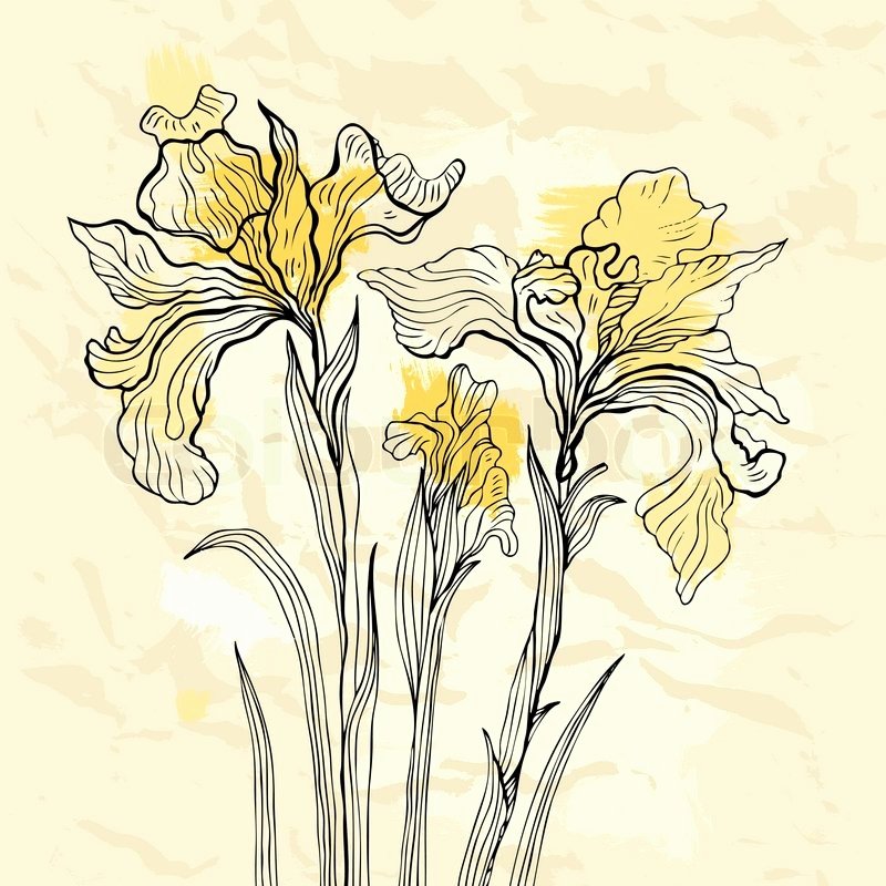 Iris Flower Outline Lovely Iris Flower Vector Illustration Stock Vector