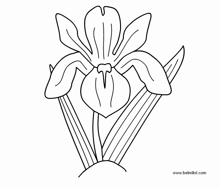 Iris Flower Outline Luxury Iris Flower Drawing at Getdrawings
