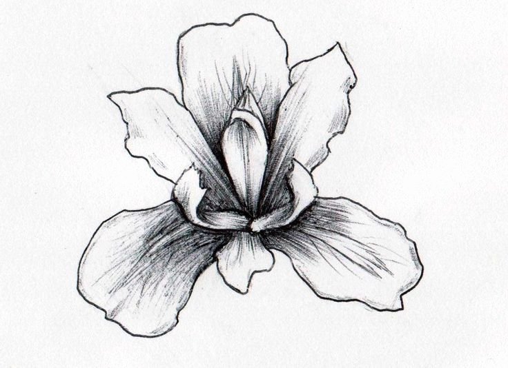 Iris Flower Outline Luxury Iris Flowers Drawings Flowers Tree Of Life V98nwmjg0n