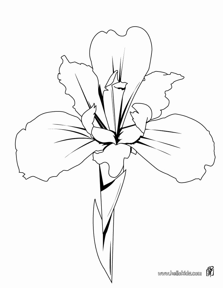 Iris Flower Outline New 10 Images About Line Drawings Of Irises On Pinterest