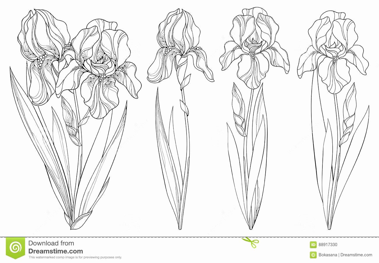 Iris Flower Outline New Vector Set with Outline Iris Flower Bud and Leaves In