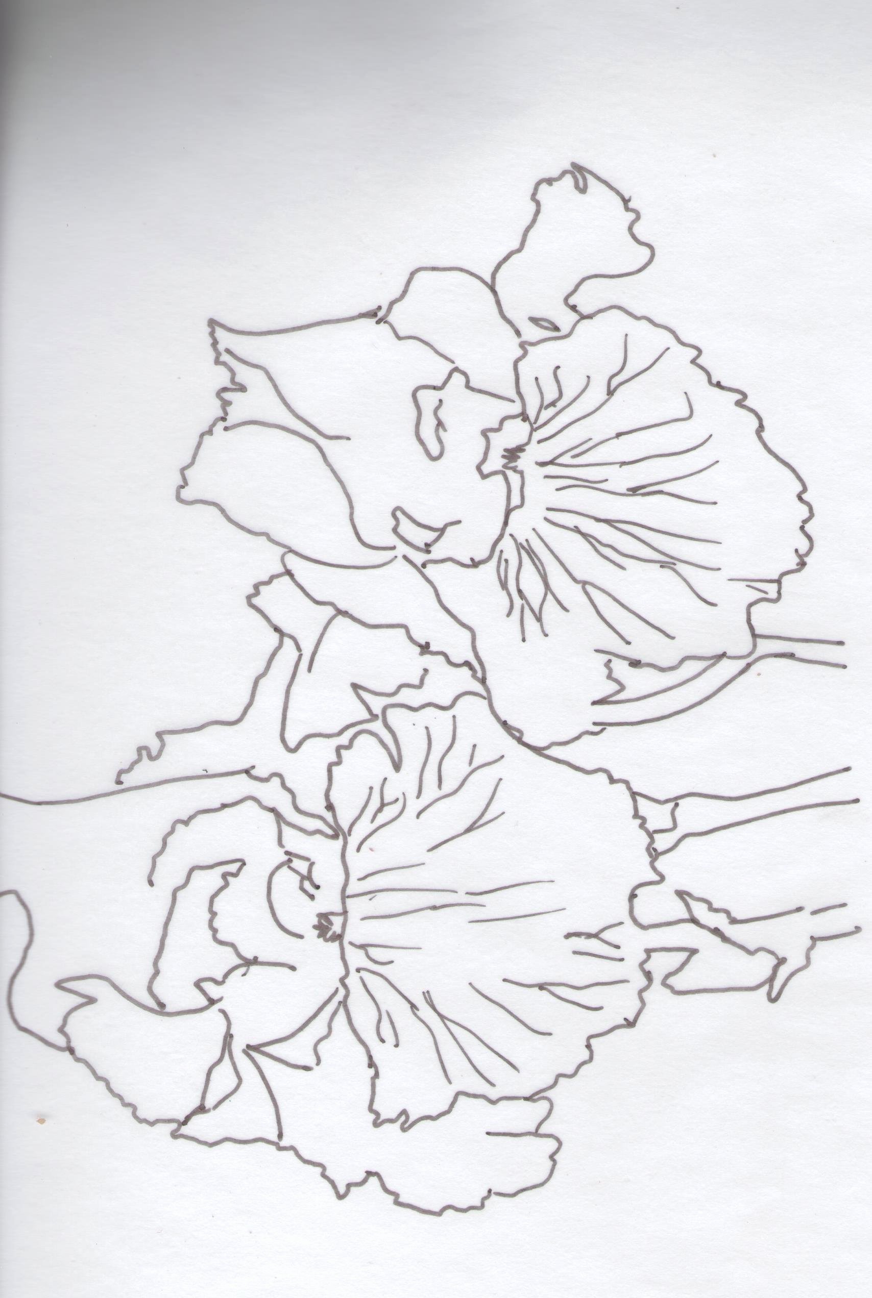 Iris Flower Outline Unique Iris Art Lesson