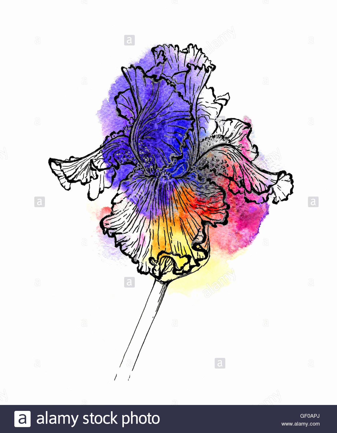 Iris Flower Outline Unique Iris Flower Drawing Stock S &amp; Iris Flower Drawing