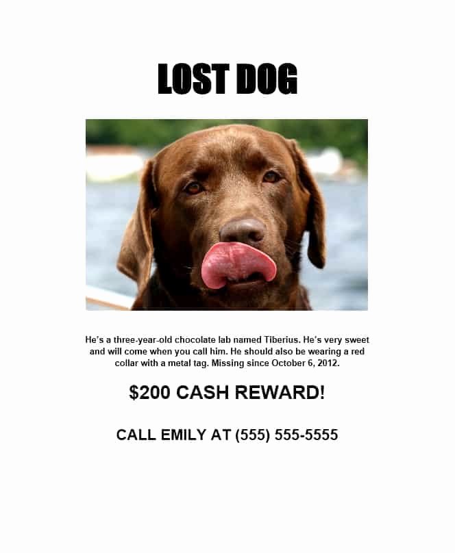 Missing Dog Template Fresh 40 Lost Pet Flyers [missing Cat Dog Poster] Template