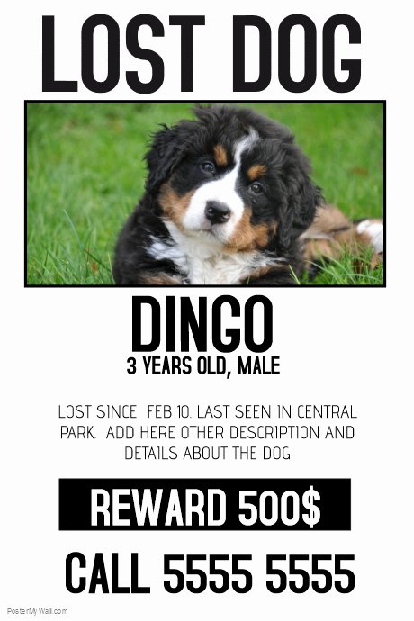 Missing Dog Template Luxury Lost Dog Lost Pet Color Poster Template