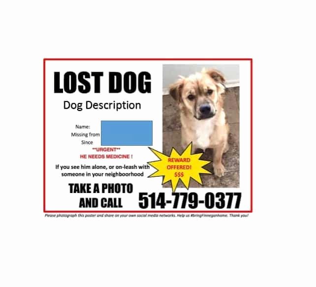 Missing Dog Template New 40 Lost Pet Flyers [missing Cat Dog Poster] Template