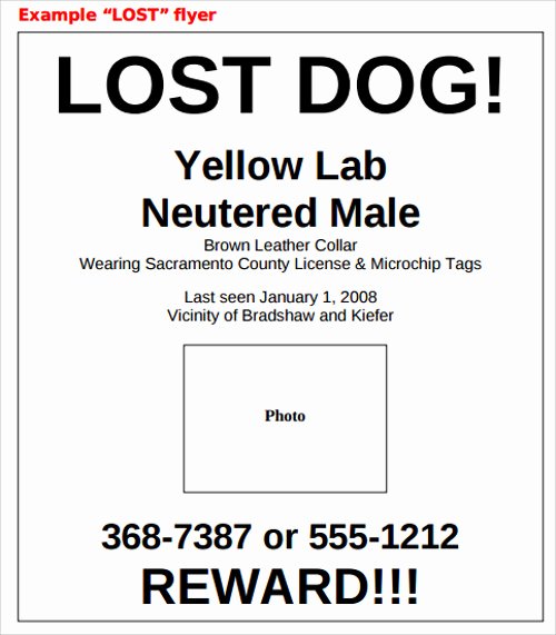 Missing Dog Template New Lost Dog Flyer Template 7 Download Documents In Vector