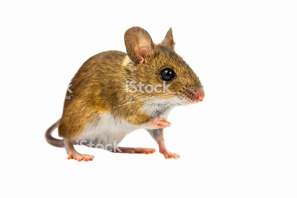 Mouse Cut Out Elegant Cut Out Field Mouse Stock Photo