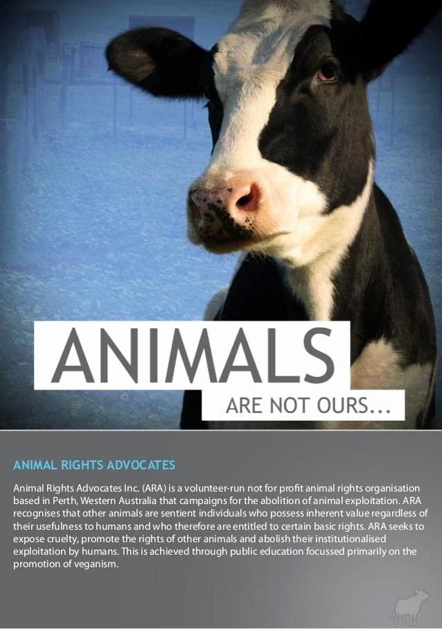 Persuasive Speech Outline Animal Adoption Lovely 271 Best Animal Rights Images On Pinterest