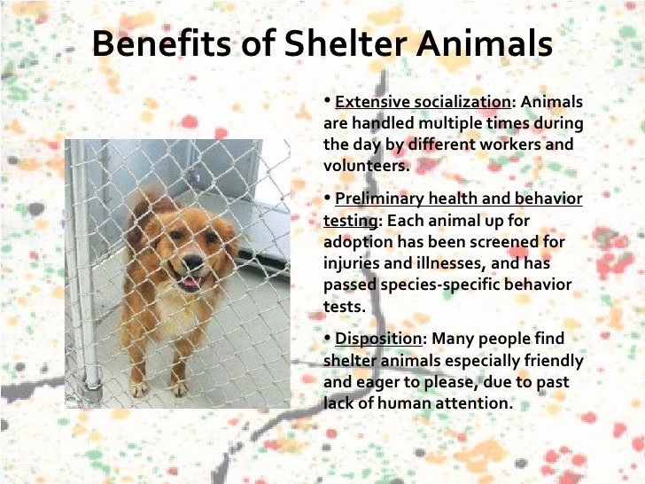 Persuasive Speech Outline Animal Adoption Lovely Animal Shelters