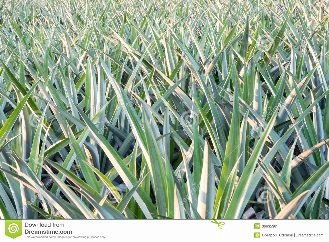 Pineapple Leaves Template Best Of Pattern Pineapple Leaf Stock Image Image