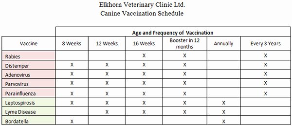 Printable Puppy Shot Record Elegant 9 Best S Of Printable Puppy Vaccination Chart Dogs