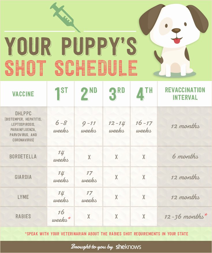 Printable Puppy Shot Records Inspirational Keep Your Puppy Healthy with This Vaccination Schedule